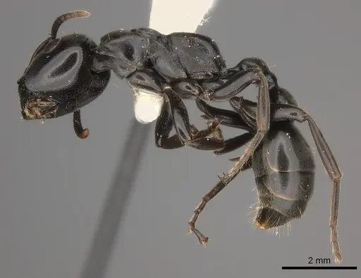 Tetraponera aethiops specimen CASENT0217585 image casent0217585_3