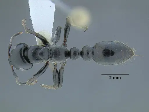 Tetraponera aethiops specimen CASENT0794322 image casent0794322_1