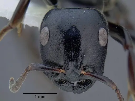 Tetraponera aethiops specimen CASENT0794322 image casent0794322_2