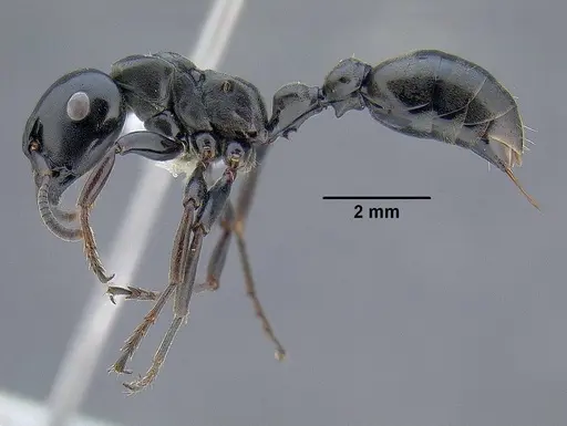 Tetraponera aethiops specimen CASENT0794322 image casent0794322_3