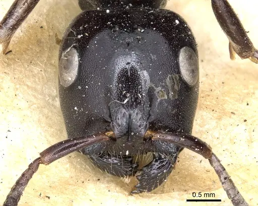 Tetraponera aethiops specimen CASENT0902813 image casent0902813_2