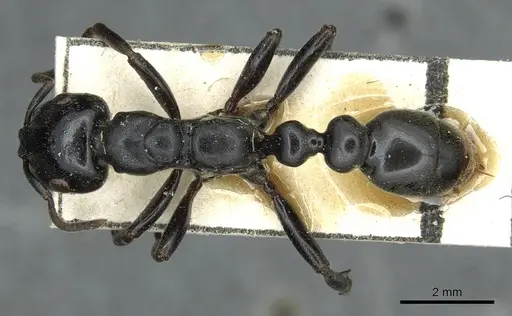 Tetraponera aethiops specimen CASENT0913718 image casent0913718_1
