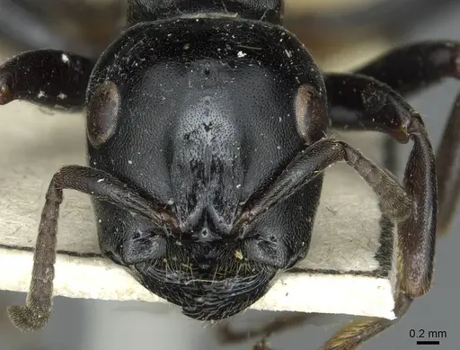 Tetraponera aethiops specimen CASENT0913718 image casent0913718_2