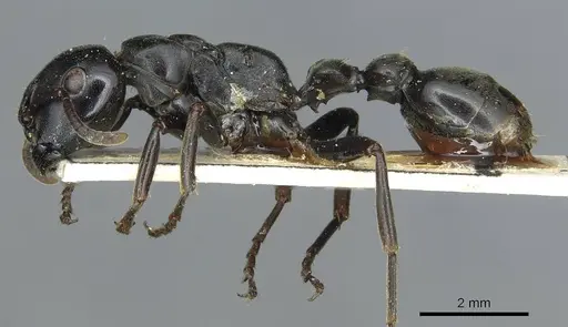 Tetraponera aethiops specimen CASENT0913718 image casent0913718_3