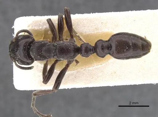 Tetraponera aethiops specimen CASENT0915523 image casent0915523_1