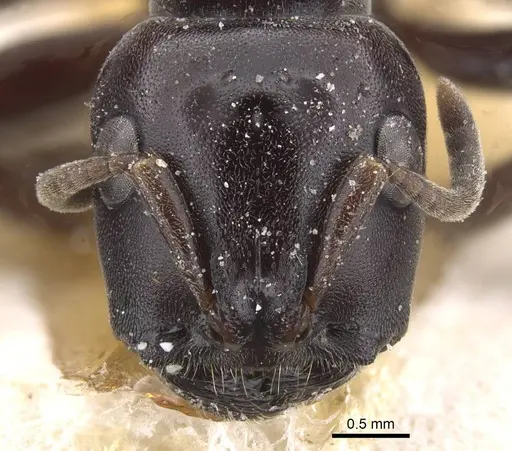 Tetraponera aethiops specimen CASENT0915523 image casent0915523_2
