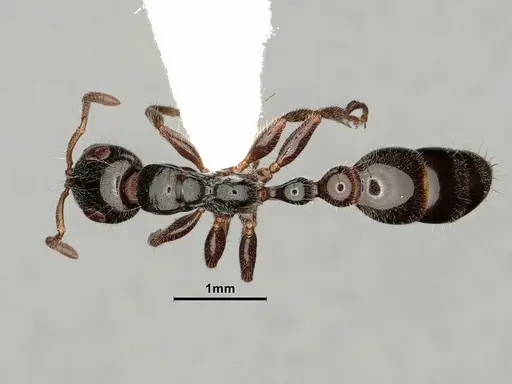 Tetraponera aitkenii specimen CASENT0884284 image casent0884284_1