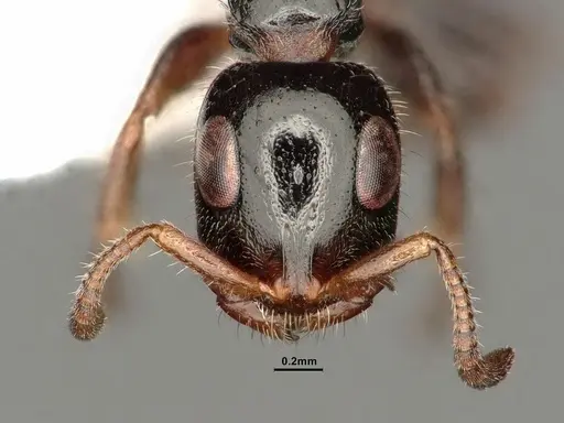 Tetraponera aitkenii specimen CASENT0884284 image casent0884284_2