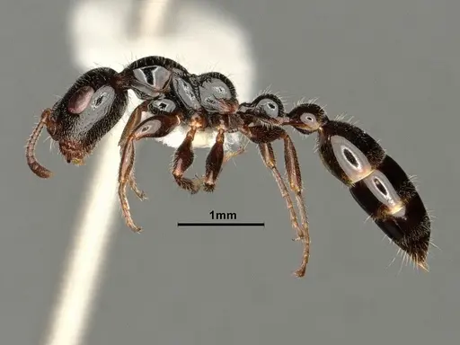 Tetraponera aitkenii specimen CASENT0884284 image casent0884284_3