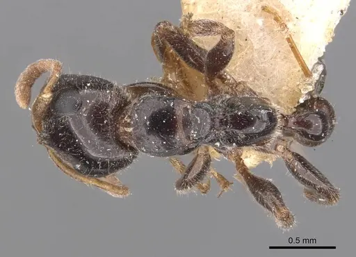 Tetraponera aitkenii specimen CASENT0907455 image casent0907455_1