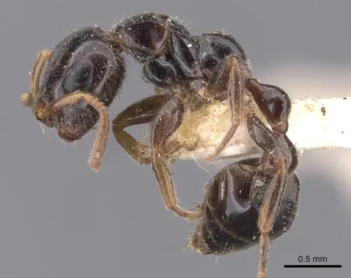Tetraponera aitkenii specimen CASENT0907455 image casent0907455_3