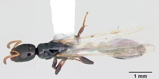 Tetraponera allaborans specimen CASENT0103238 image casent0103238_1