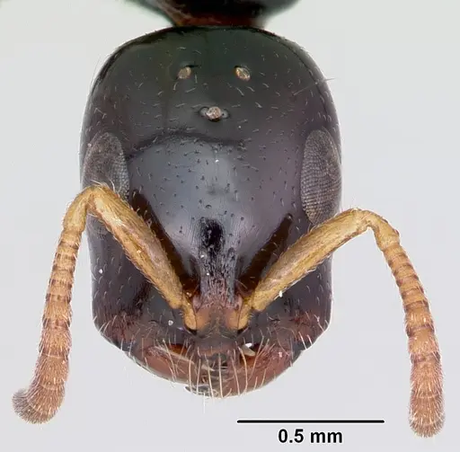 Tetraponera allaborans specimen CASENT0103238 image casent0103238_2