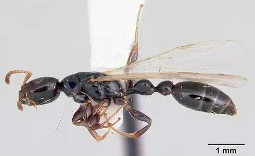Tetraponera allaborans specimen CASENT0103238 image casent0103238_3