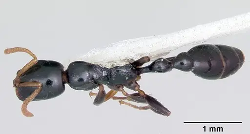 Tetraponera allaborans specimen CASENT0103239 image casent0103239_1