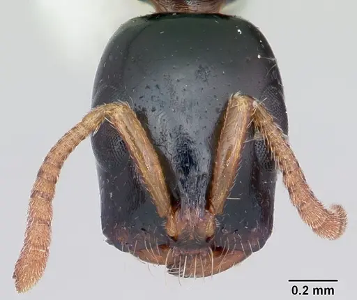Tetraponera allaborans specimen CASENT0103239 image casent0103239_2