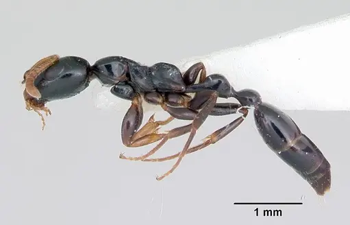 Tetraponera allaborans specimen CASENT0103239 image casent0103239_3