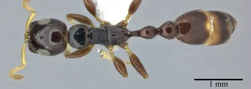 Tetraponera allaborans specimen CASENT0246285 image casent0246285_1