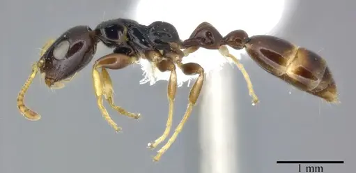 Tetraponera allaborans specimen CASENT0246285 image casent0246285_3