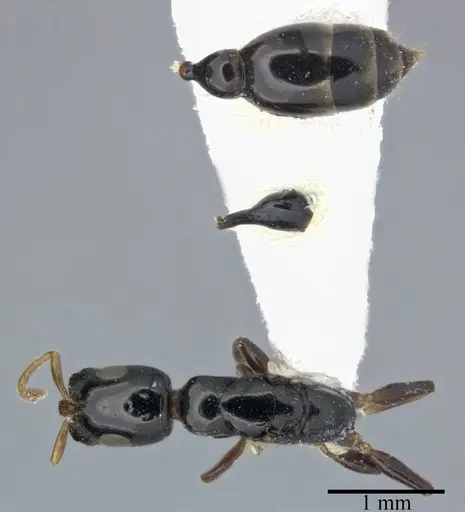 Tetraponera allaborans specimen CASENT0246306 image casent0246306_1