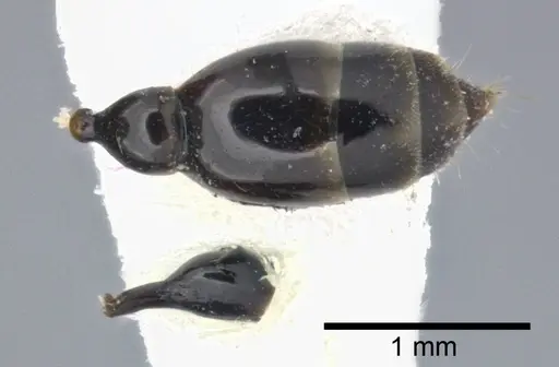 Tetraponera allaborans specimen CASENT0246306 image casent0246306_2