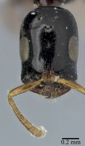 Tetraponera allaborans specimen CASENT0246306 image casent0246306_3