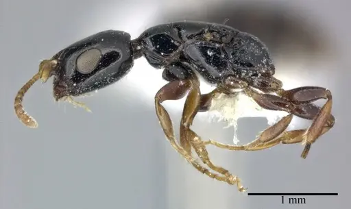Tetraponera allaborans specimen CASENT0246306 image casent0246306_4