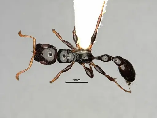 Tetraponera allaborans specimen CASENT0883572 image casent0883572_1