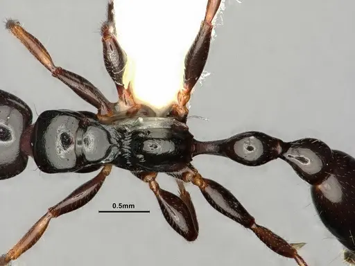 Tetraponera allaborans specimen CASENT0883572 image casent0883572_2