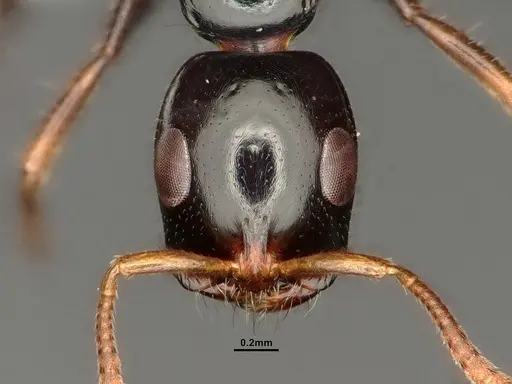 Tetraponera allaborans specimen CASENT0883572 image casent0883572_3