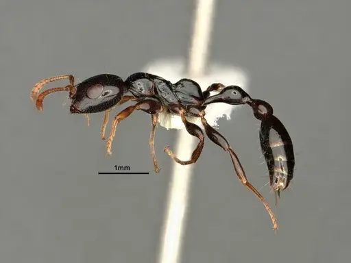 Tetraponera allaborans specimen CASENT0883572 image casent0883572_4