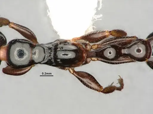 Tetraponera allaborans specimen CASENT0883880 image casent0883880_1