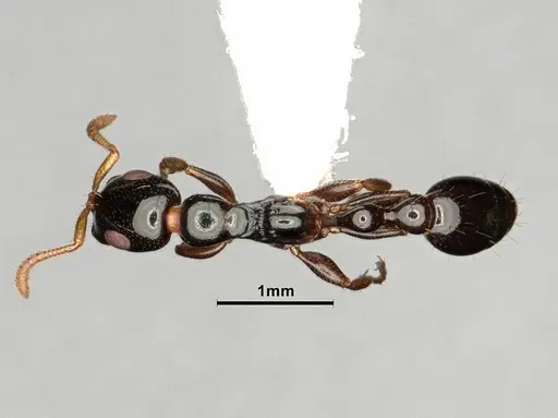 Tetraponera allaborans specimen CASENT0883880 image casent0883880_2