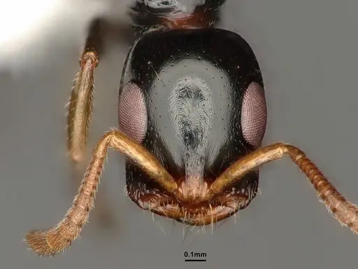Tetraponera allaborans specimen CASENT0883880 image casent0883880_3