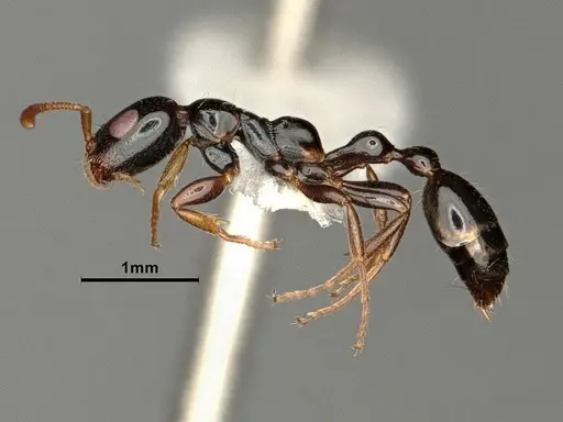 Tetraponera allaborans specimen CASENT0883880 image casent0883880_4