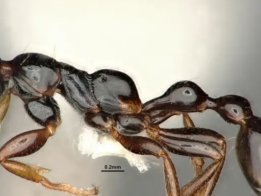 Tetraponera allaborans specimen CASENT0883880 image casent0883880_5