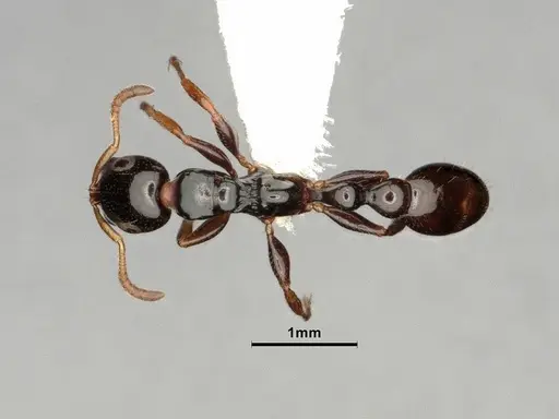 Tetraponera allaborans specimen CASENT0884286 image casent0884286_1