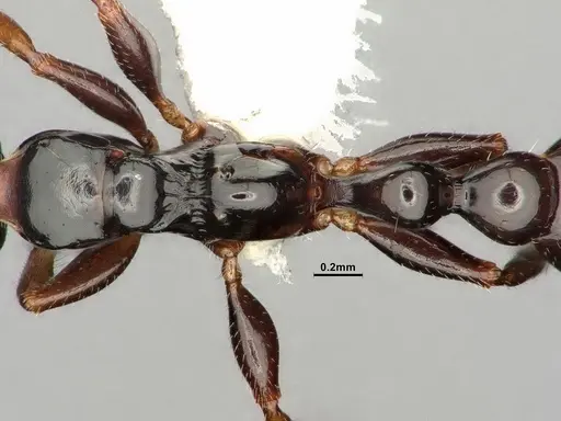 Tetraponera allaborans specimen CASENT0884286 image casent0884286_2