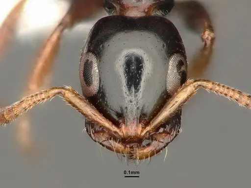 Tetraponera allaborans specimen CASENT0884286 image casent0884286_3