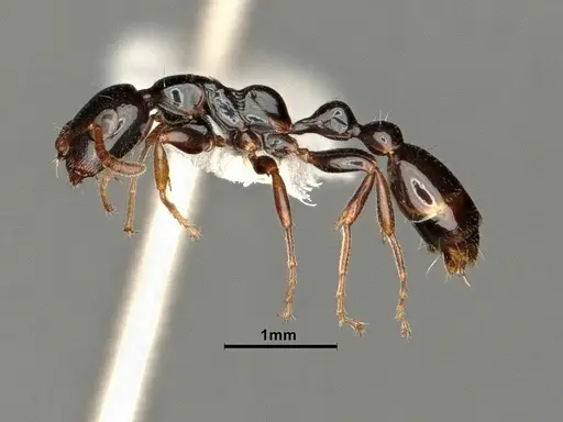 Tetraponera allaborans specimen CASENT0884286 image casent0884286_4
