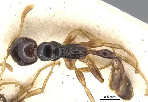 Tetraponera allaborans specimen CASENT0902822 image casent0902822_1