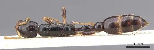 Tetraponera allaborans specimen CASENT0902823 image casent0902823_1
