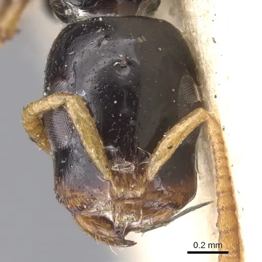 Tetraponera allaborans specimen CASENT0902823 image casent0902823_2
