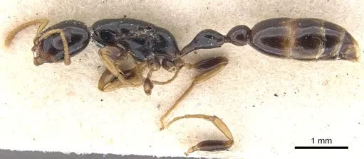 Tetraponera allaborans specimen CASENT0902823 image casent0902823_3