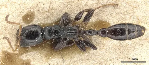 Tetraponera allaborans specimen CASENT0904037 image casent0904037_1
