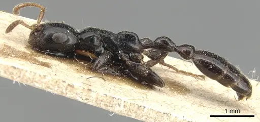 Tetraponera allaborans specimen CASENT0904037 image casent0904037_3