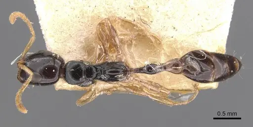 Tetraponera allaborans specimen CASENT0907456 image casent0907456_1