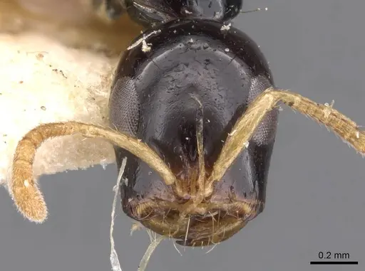 Tetraponera allaborans specimen CASENT0907456 image casent0907456_2
