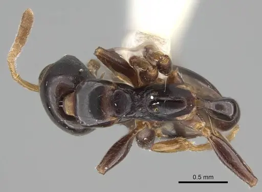 Tetraponera allaborans specimen CASENT0919889 image casent0919889_1