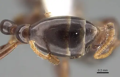 Tetraponera allaborans specimen CASENT0919889 image casent0919889_2